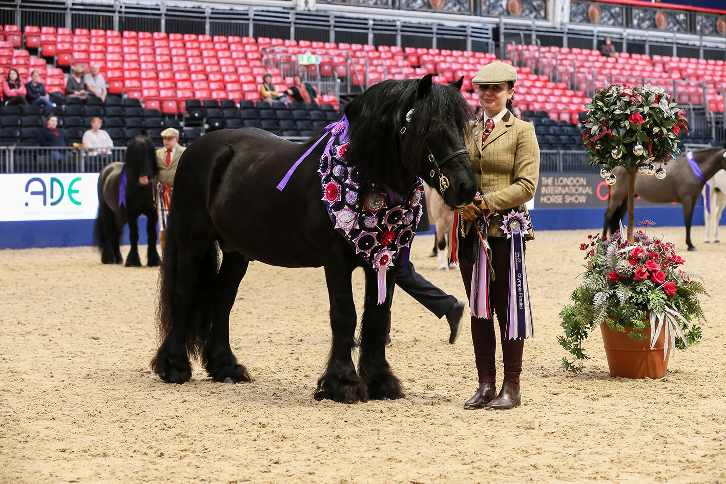 Guards Jester Supreme Champion Senior In Hand Showing Series Championships owned by Christina Brooks