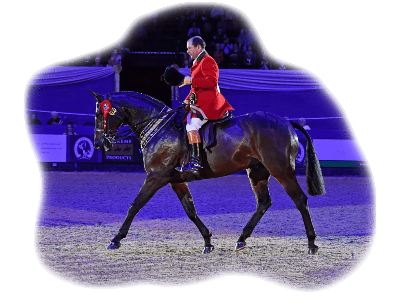 horse image