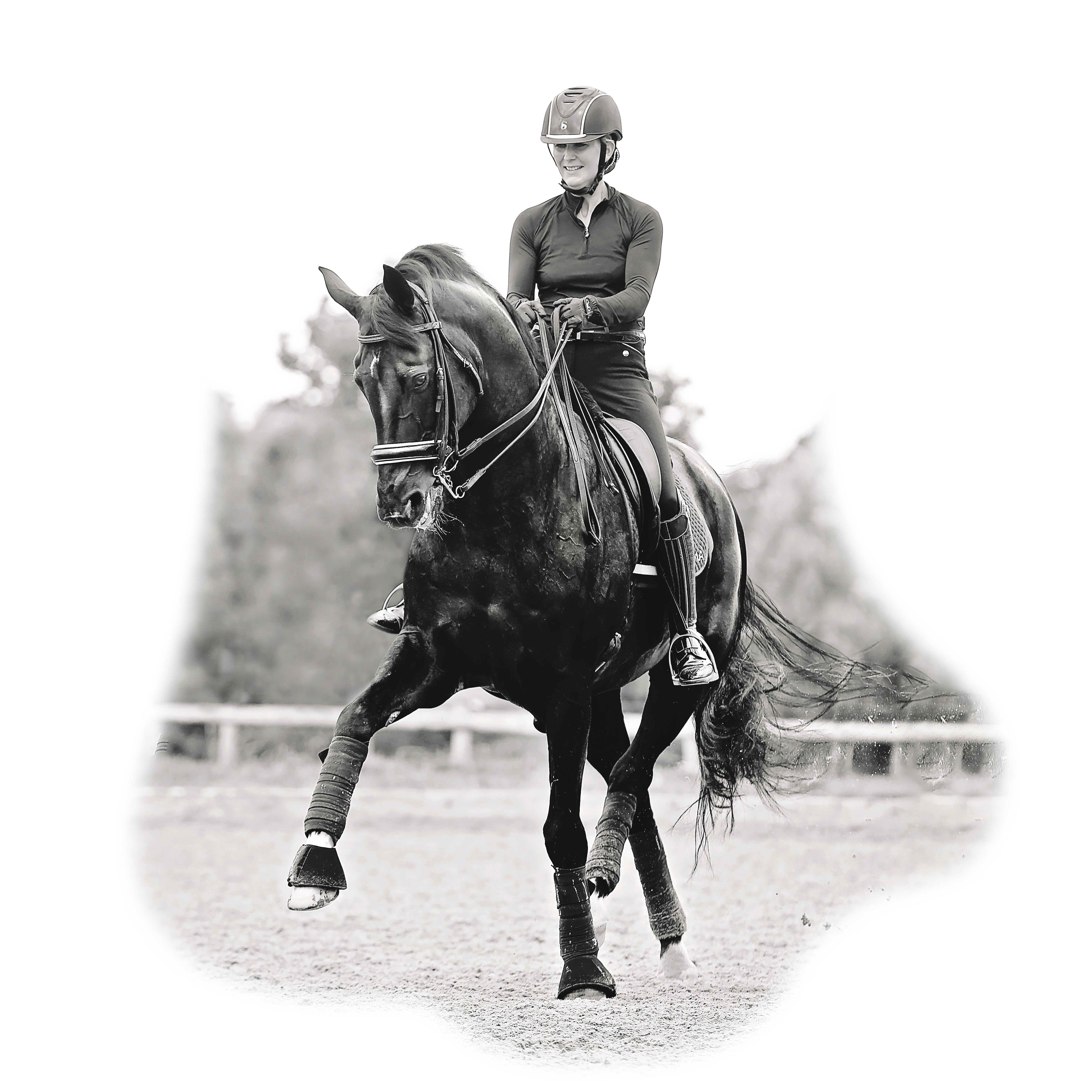 horse image