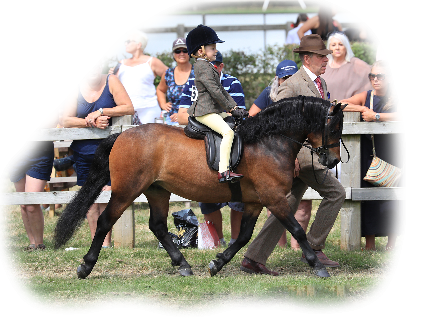horse image