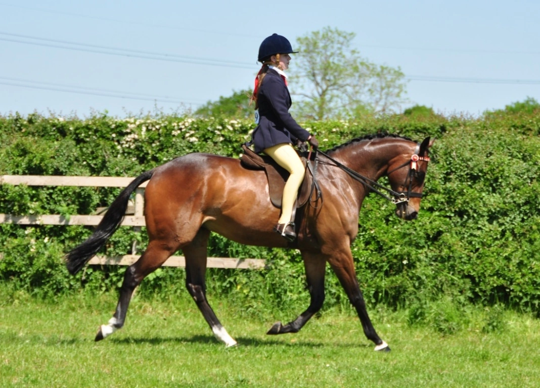 Show Ring Success for Failed Racehorse
