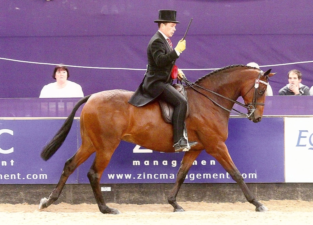 HOYS Success for Robert Walker