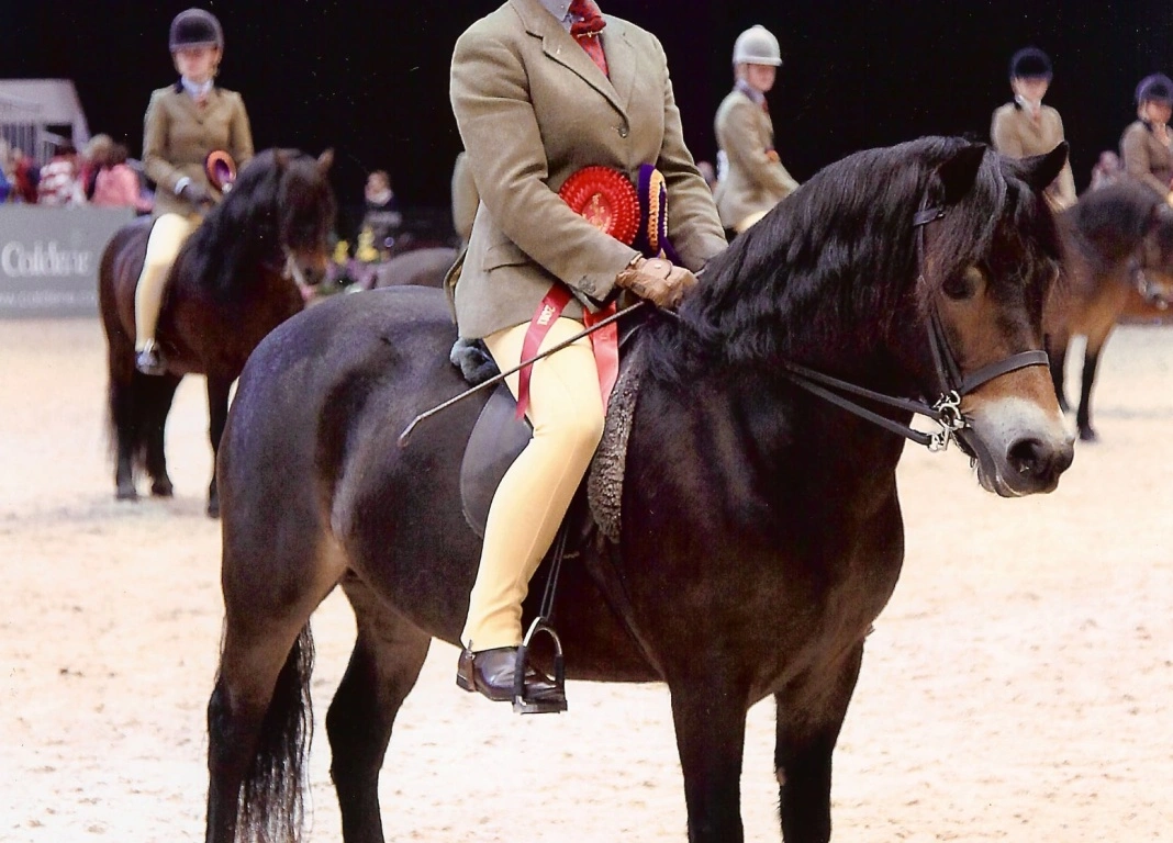M&M Ridden Pony of the Year