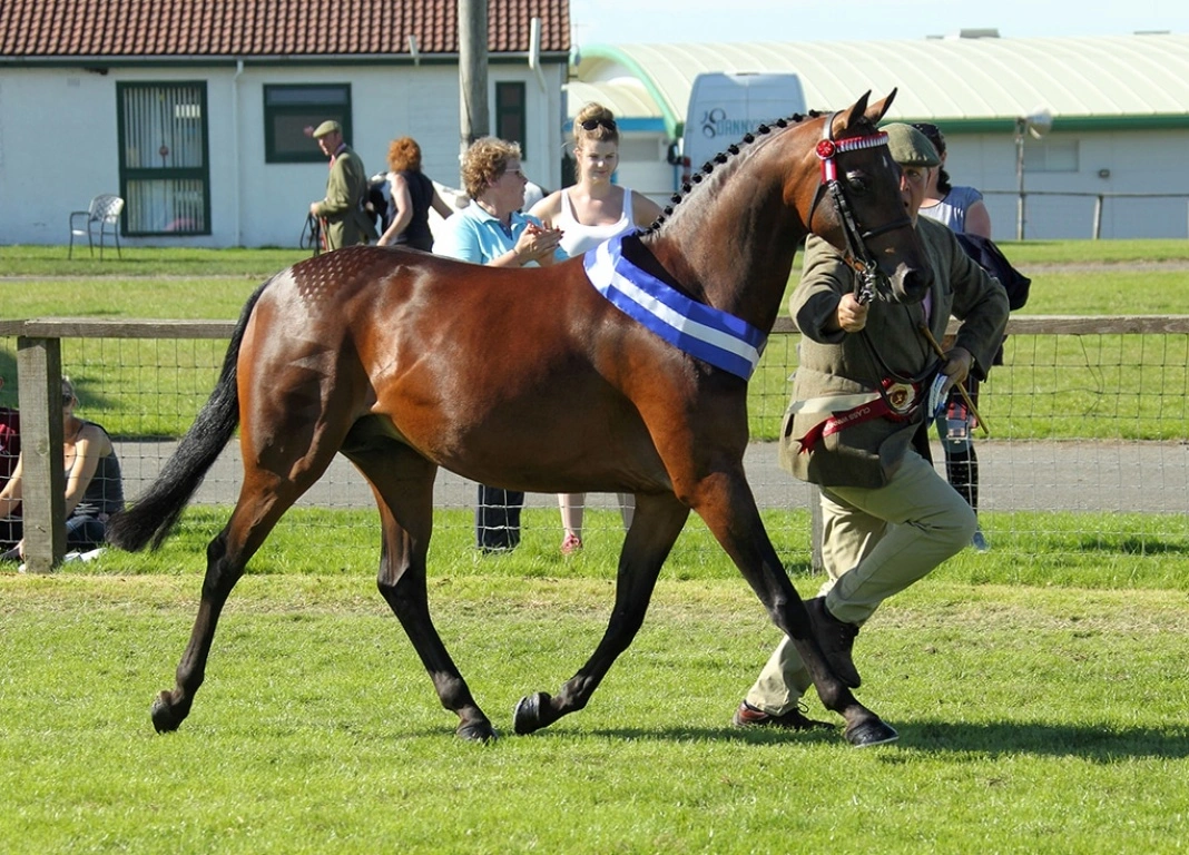 Stanley Grange Show Team Qualify Three for Cuddy Championships