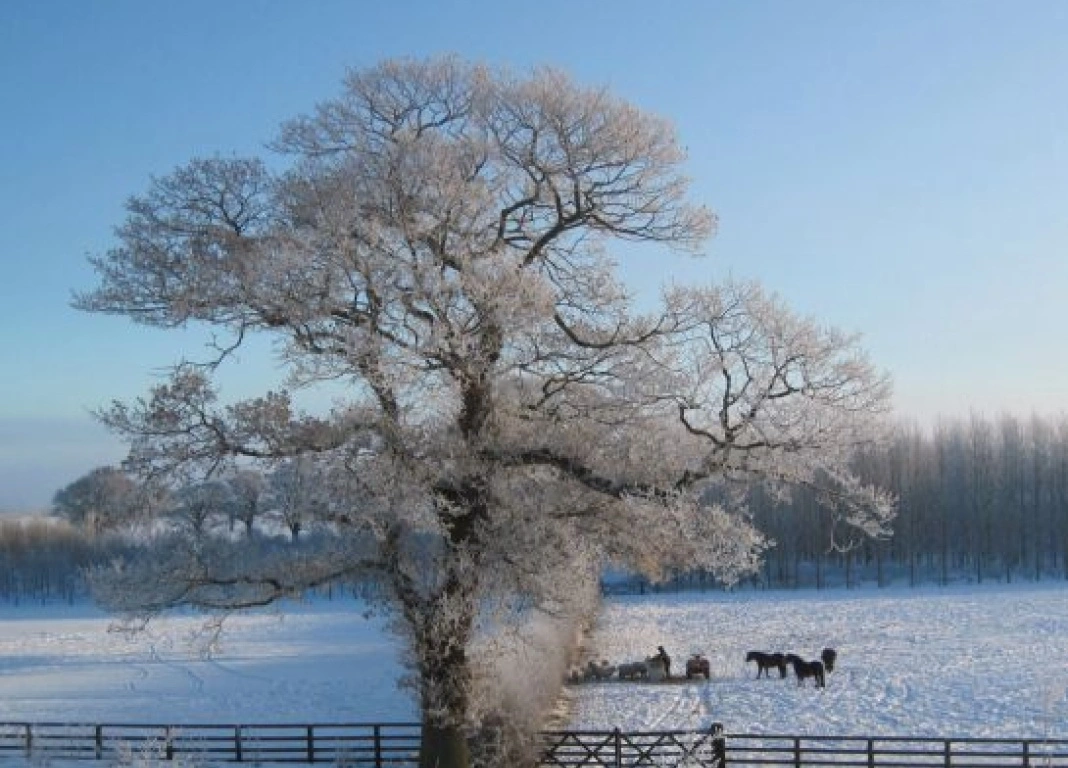 Feeding during freezing conditions