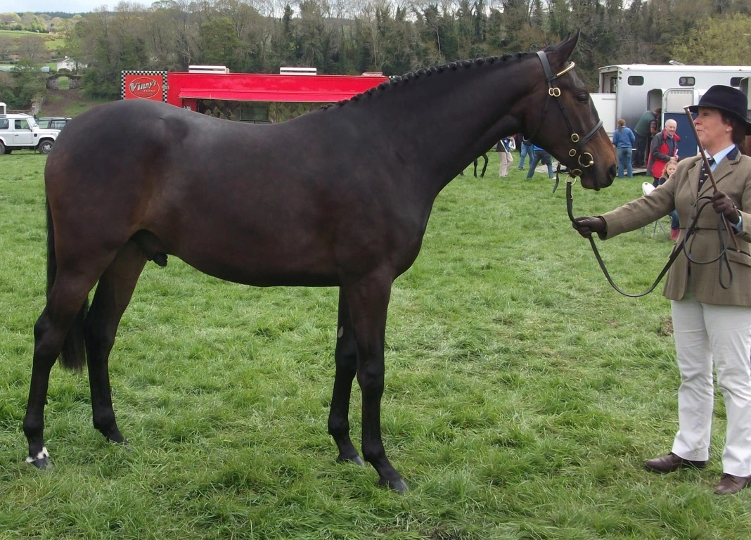 Irish Success for Ballykelly Emperor