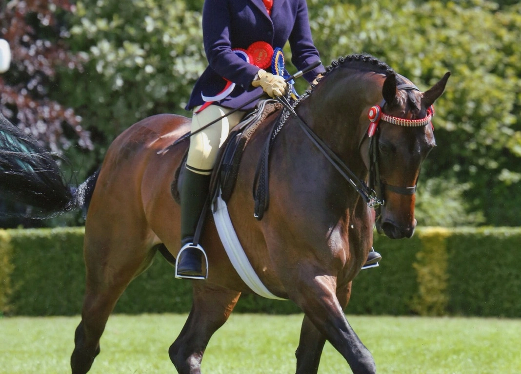Great Yorkshire Show Success for Yorkshire Rider