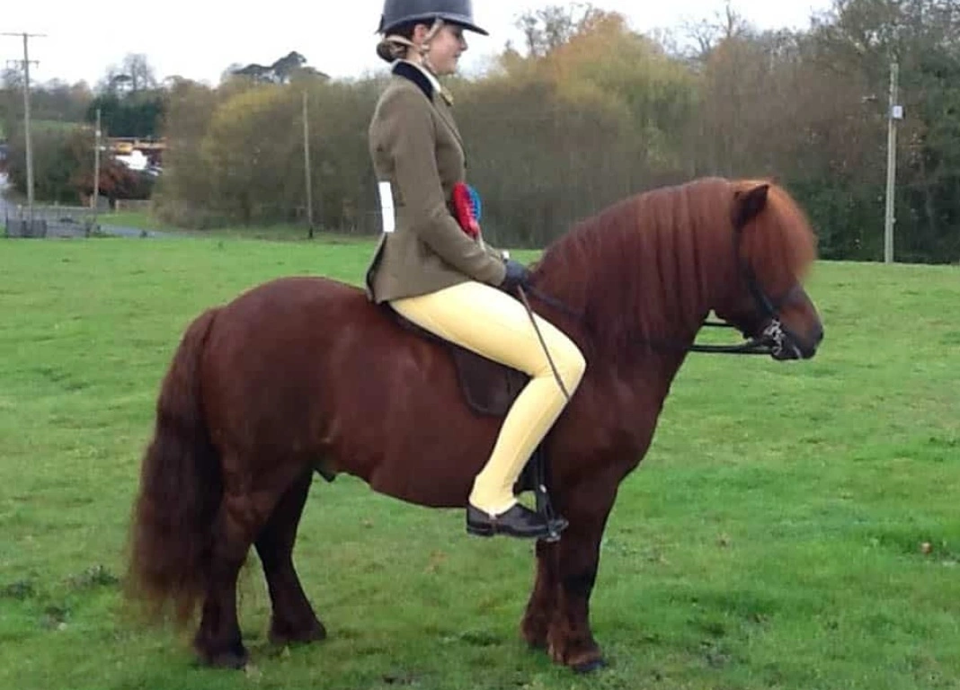 Successful Show Classes at South West Equine Fair
