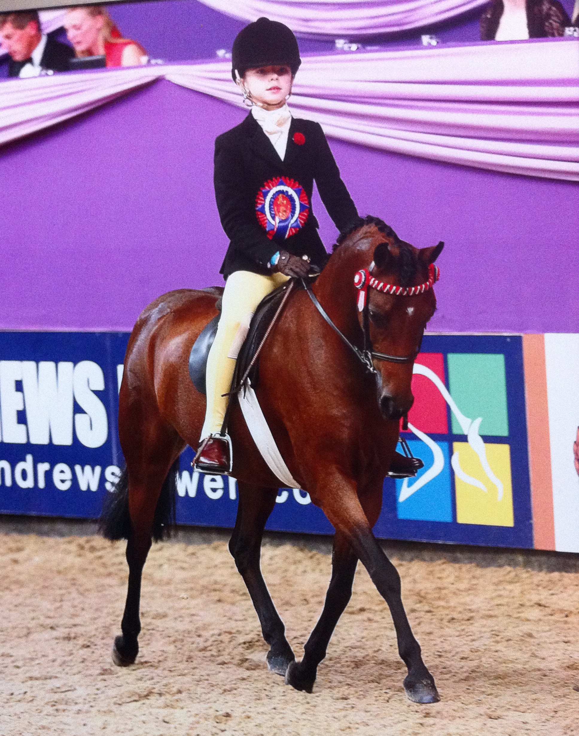 Emmersons show team WOODVIEW IANTHE owned by Keren Fuge ridden by Abbie Farmer Mini Show Pony of the Year USE1
